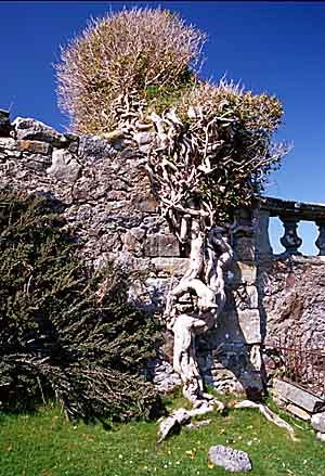 Ruins and tree